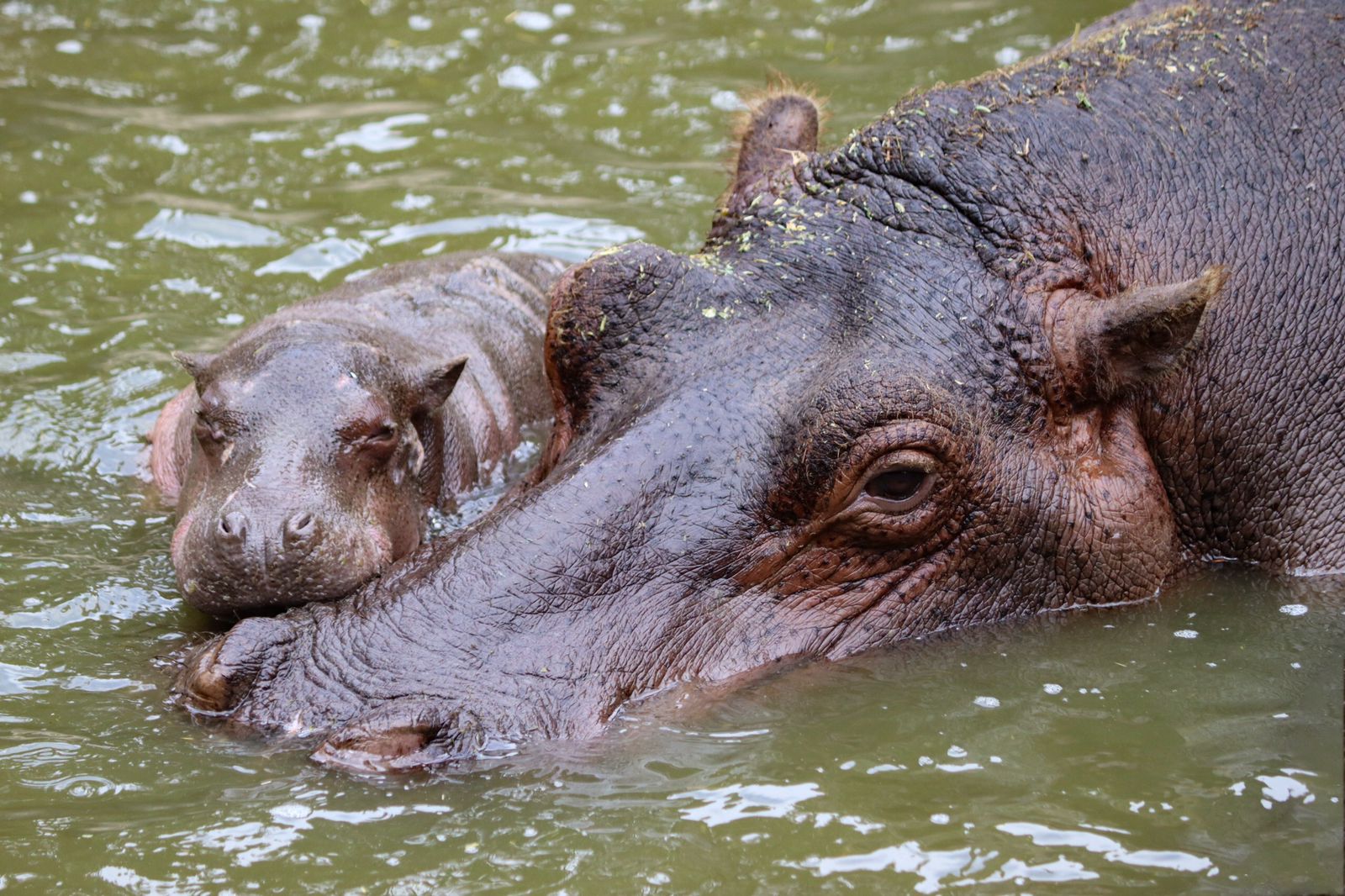 Así será el hipopótamo bebé del Zoo de Morelia; descubre estas curiosidades que no conocías