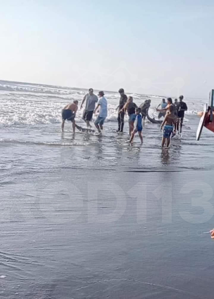 Hallan cadáver de delfín en Playa Eréndira