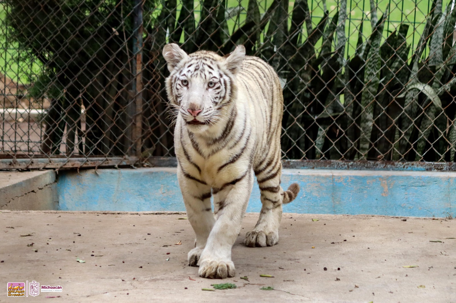 Cría de tigre de bengala, la nueva tierna y salvaje habitante del Zoo de Morelia