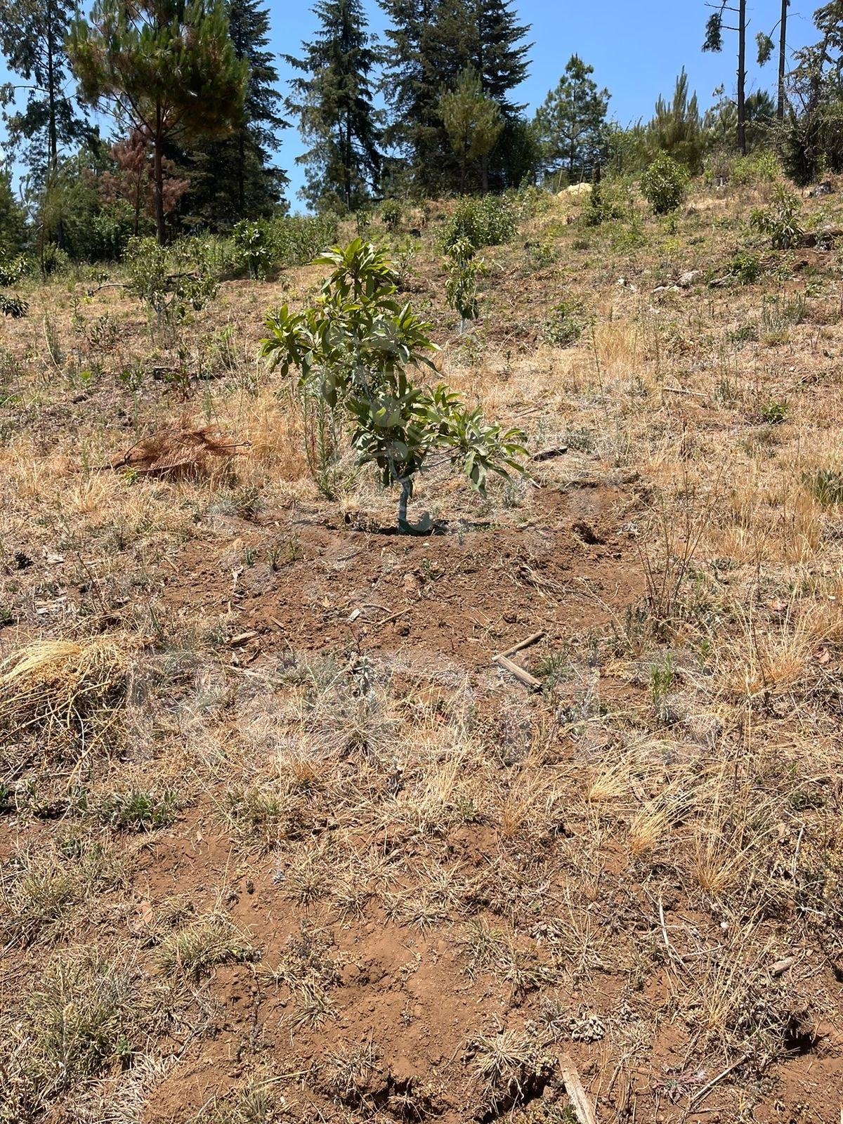 Durante cateo, asegura FGE predio relacionado en delitos contra el ambiente en el municipio de Acuitzio