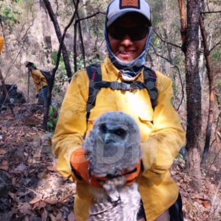 Brigadistas rescatan un búho cornudo y una gallinita de monte en incendios forestales