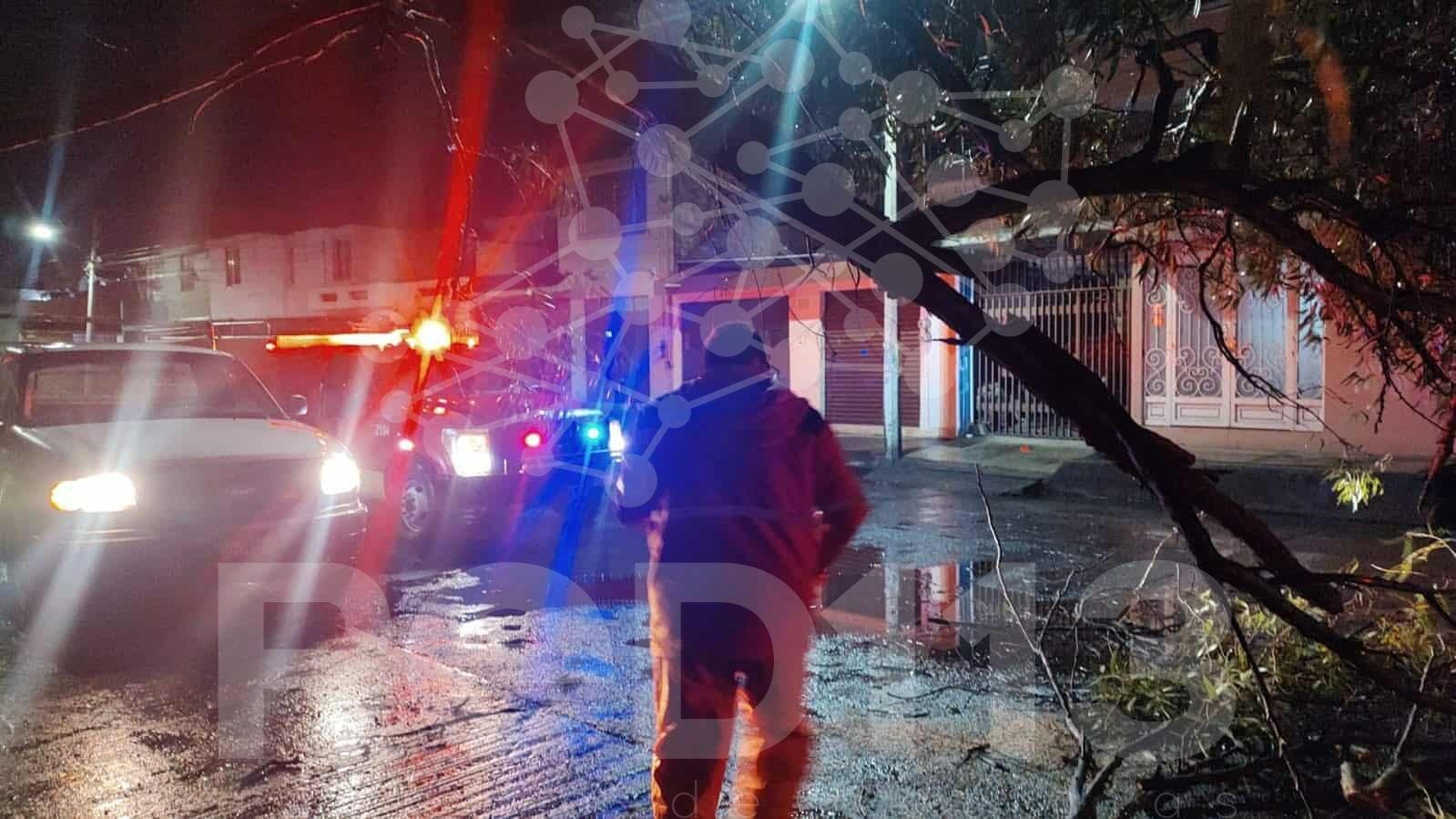 Cae árbol en la colonia moreliana Molino de Parras tras fuerte lluvia y viento