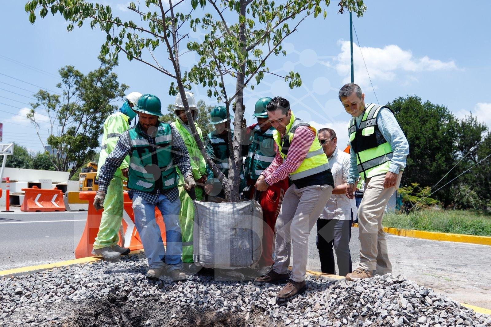 SCOP reubica más de 100 árboles por obra de distribuidor salida a Pátzcuaro