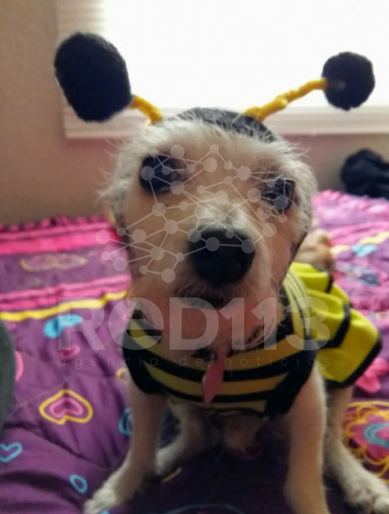 🐱🐕‍🦺🐕Protectoras de animales en Michoacán cierran adopciones de gatos y perros blanco, negro y combinados ante supersticiones de temporada.