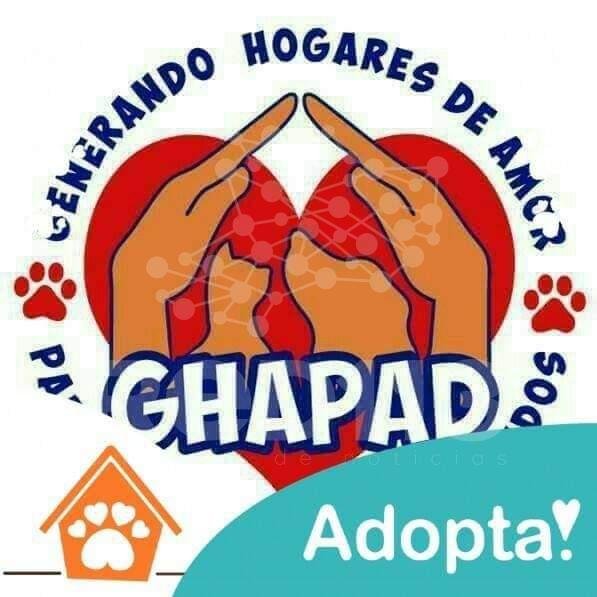 “GHAPAD invita a disfrutar Mi amigo Robot y donar un costalito de croquetas”