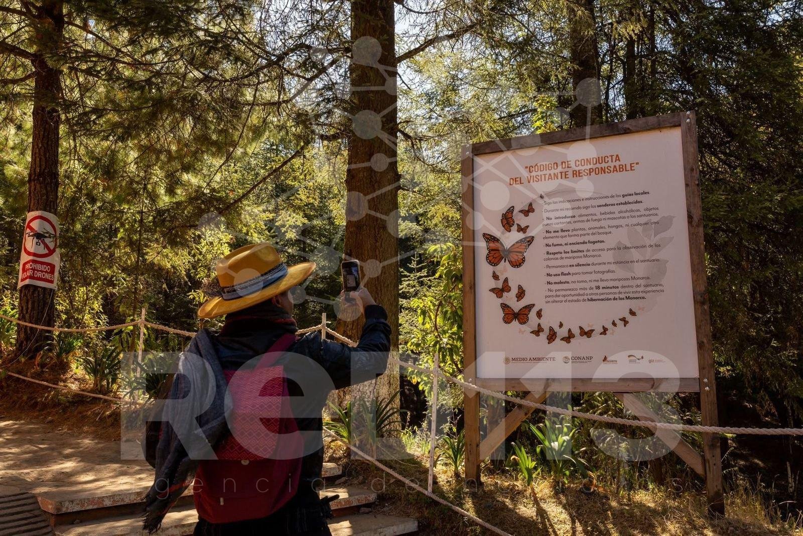 ¡Que no se te pase la temporada! Vive hoy la magia de la Mariposa Monarca: Sectur