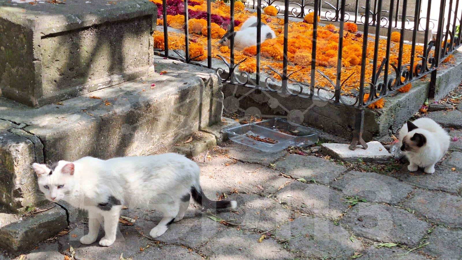 Se brinda cuidado y protección a gatos del Panteón de Morelia: Minerva Bautista