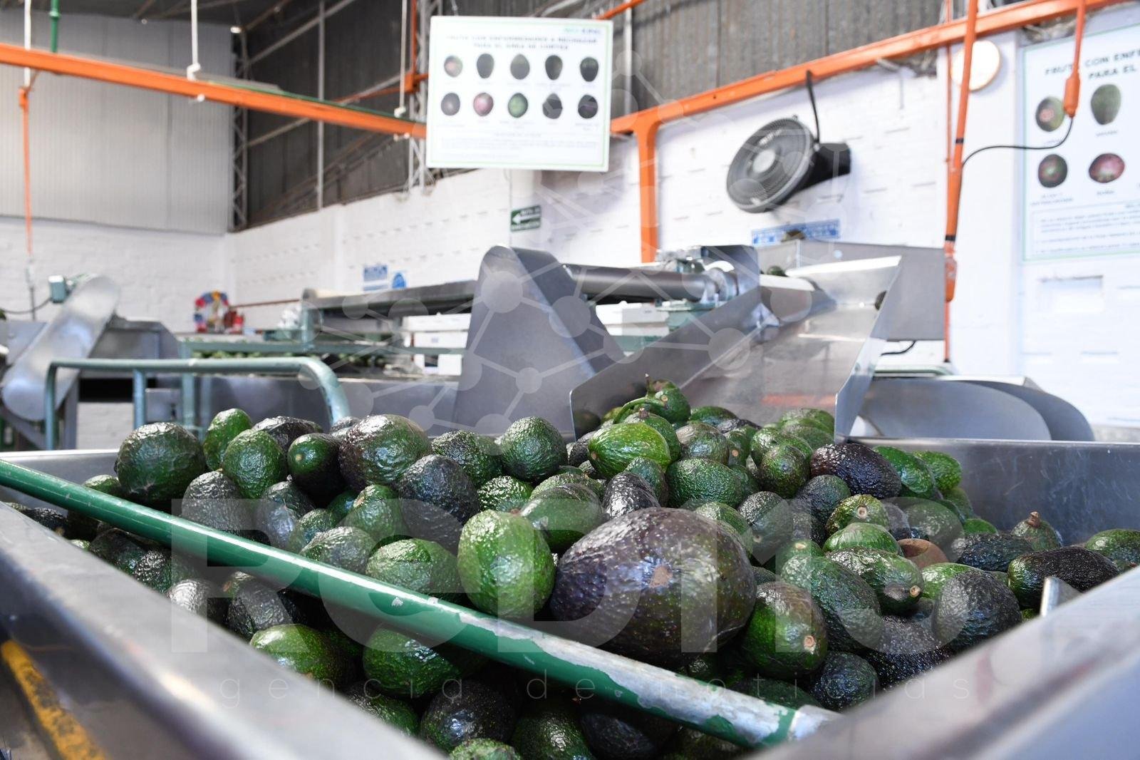 Paso La Hielera en Uruapan agiliza la capacidad exportadora de la región: Sedeco