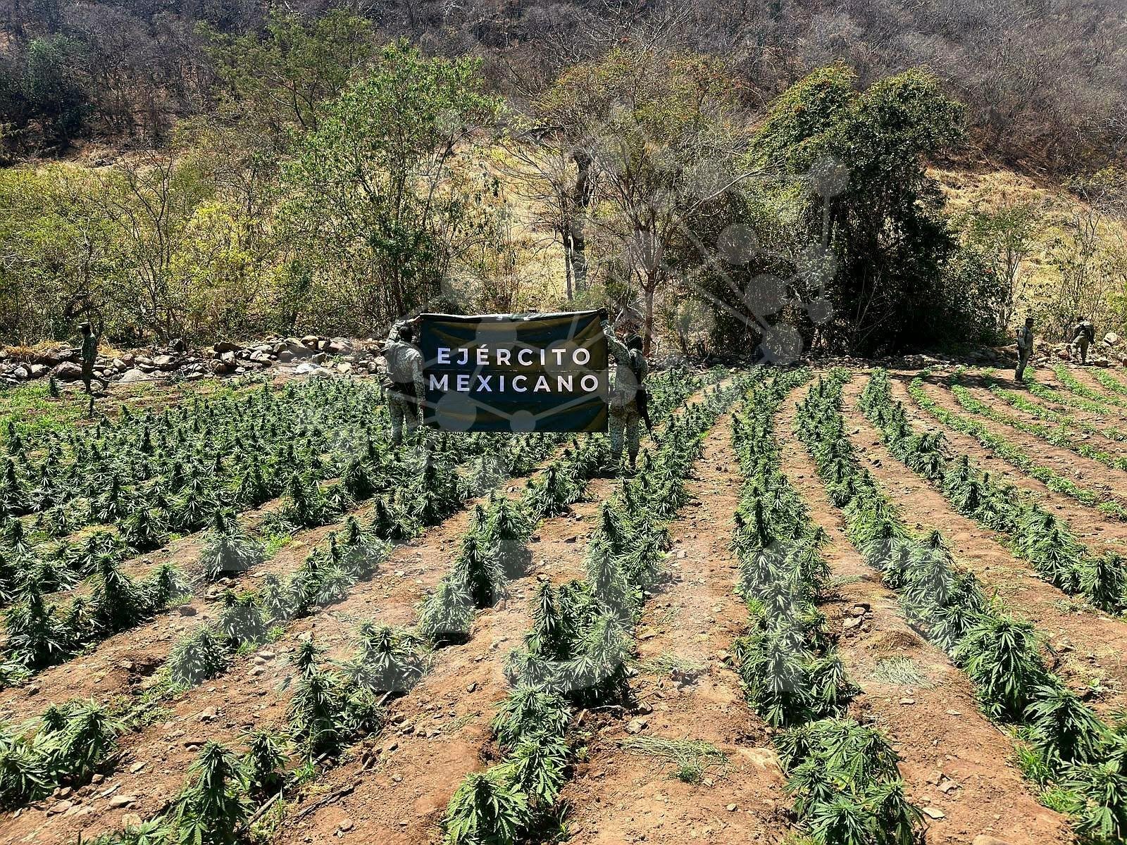 Defensa localiza y destruye 5 plantíos de marihuana en Huetamo