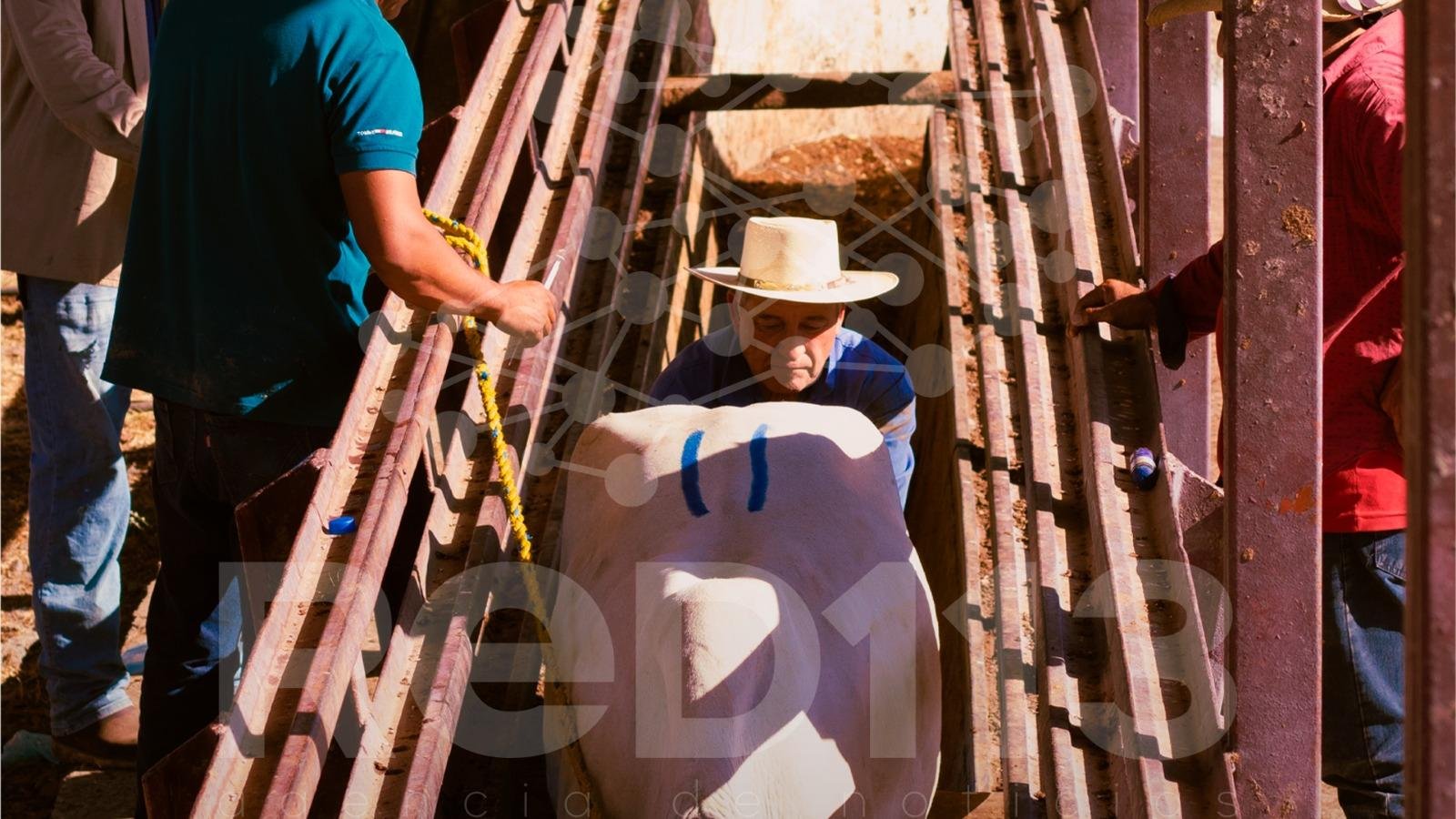 Se impulsa mejoramiento genético con programa de transferencia de embriones en Tipítaro: CEFOGA
