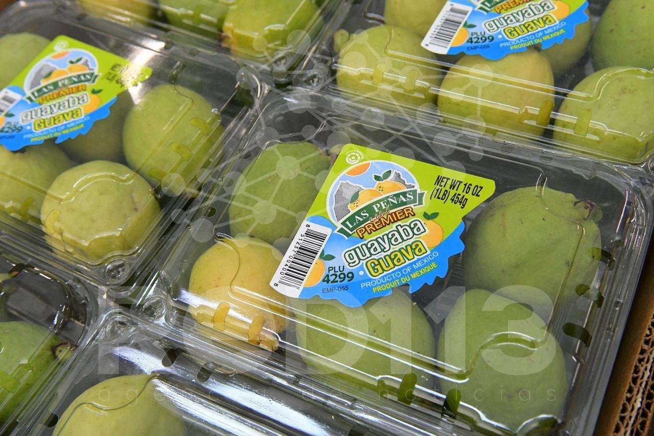 Productores de guayaba tienen hasta el 19 de abril para solicitar la Indicación Geográfica