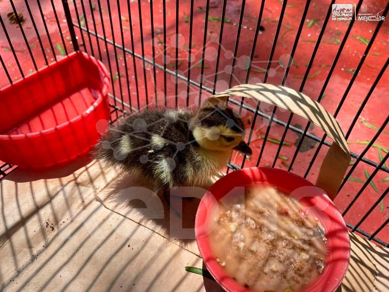 Llama Zoológico de Morelia a respetar la fauna silvestre