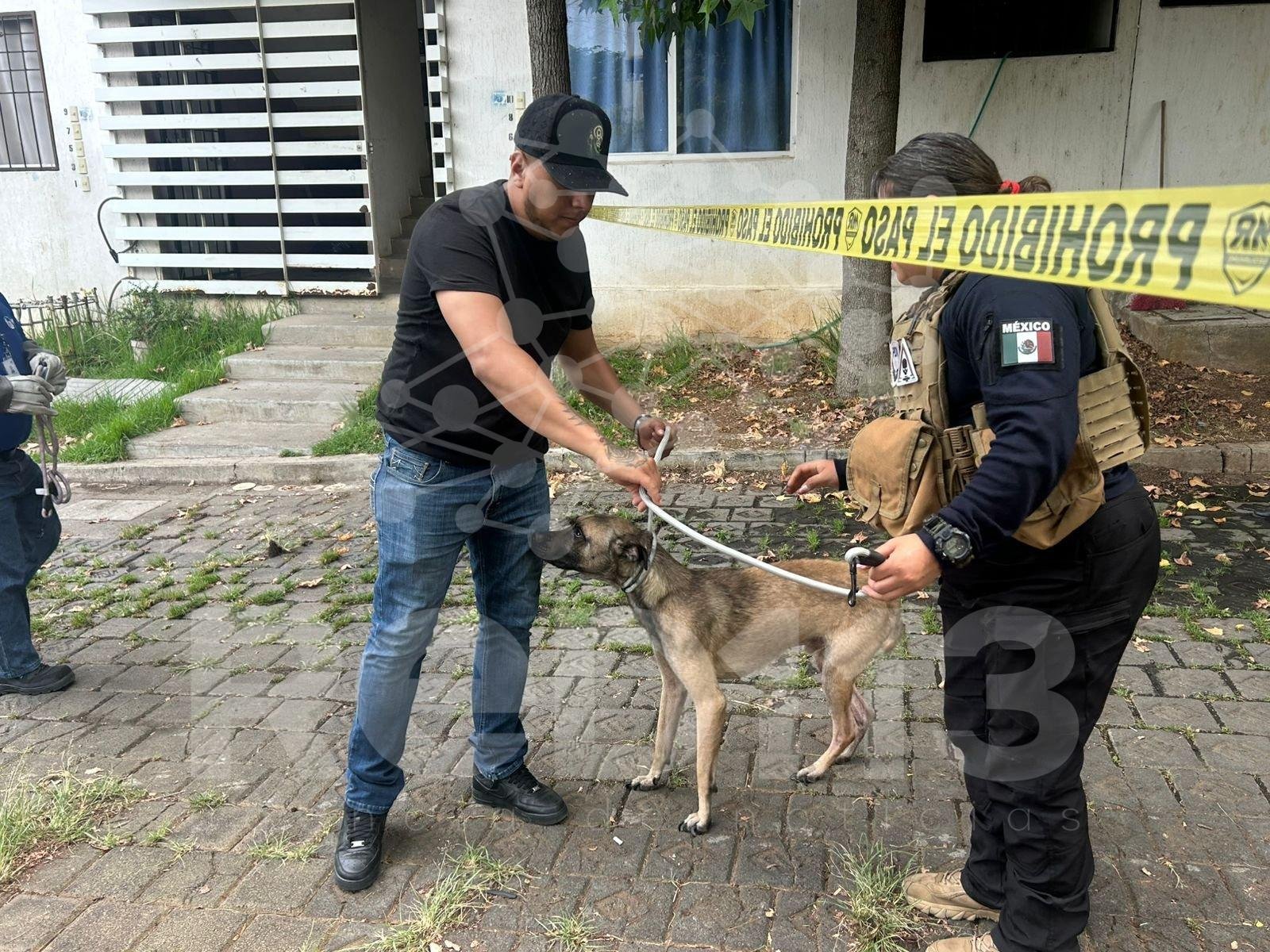 Colaboran IMPA y FGE por el bien animal