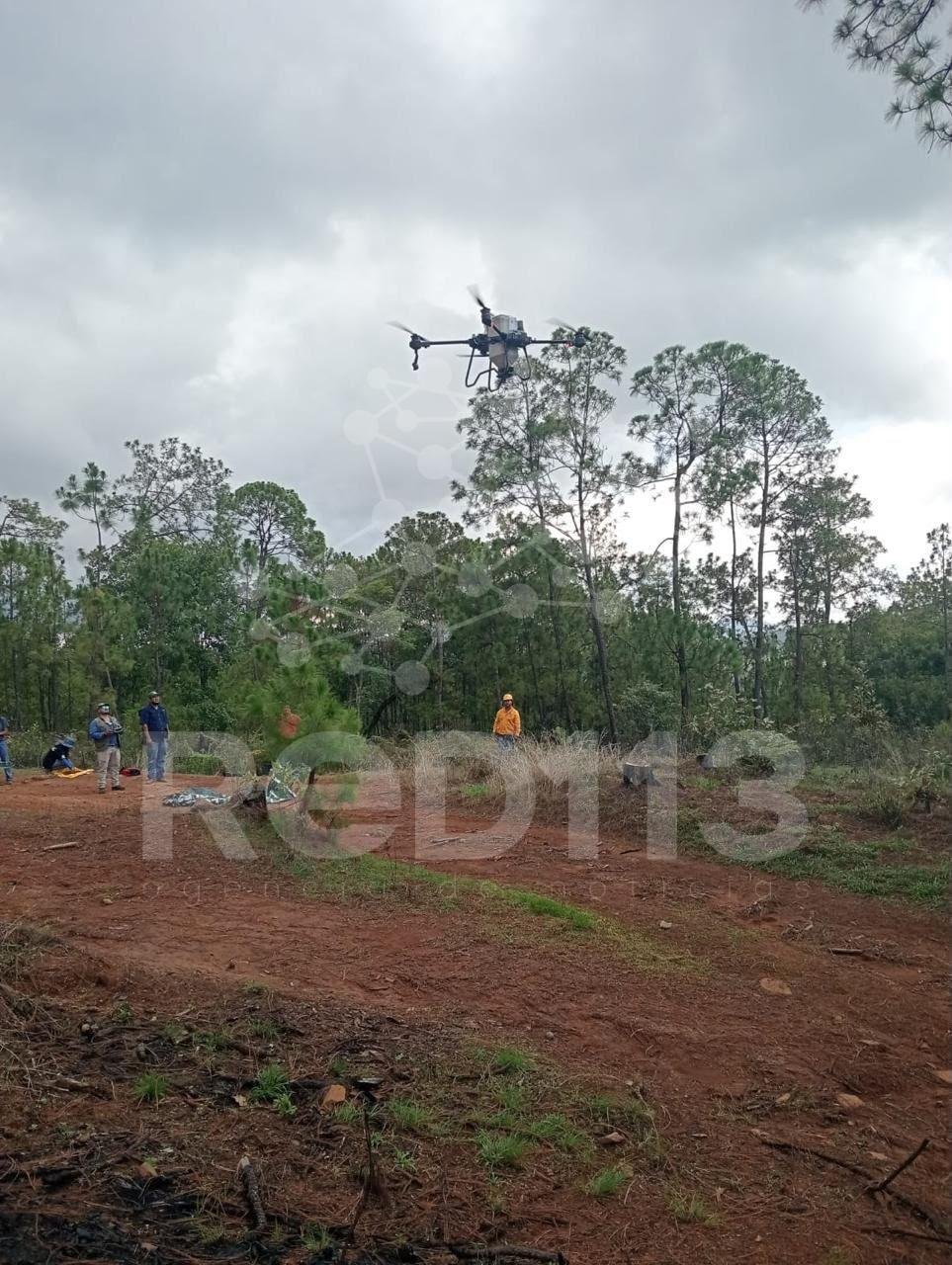 Dispersan 12 mil semillas en Pátzcuaro para restaurar el Estribo Grande