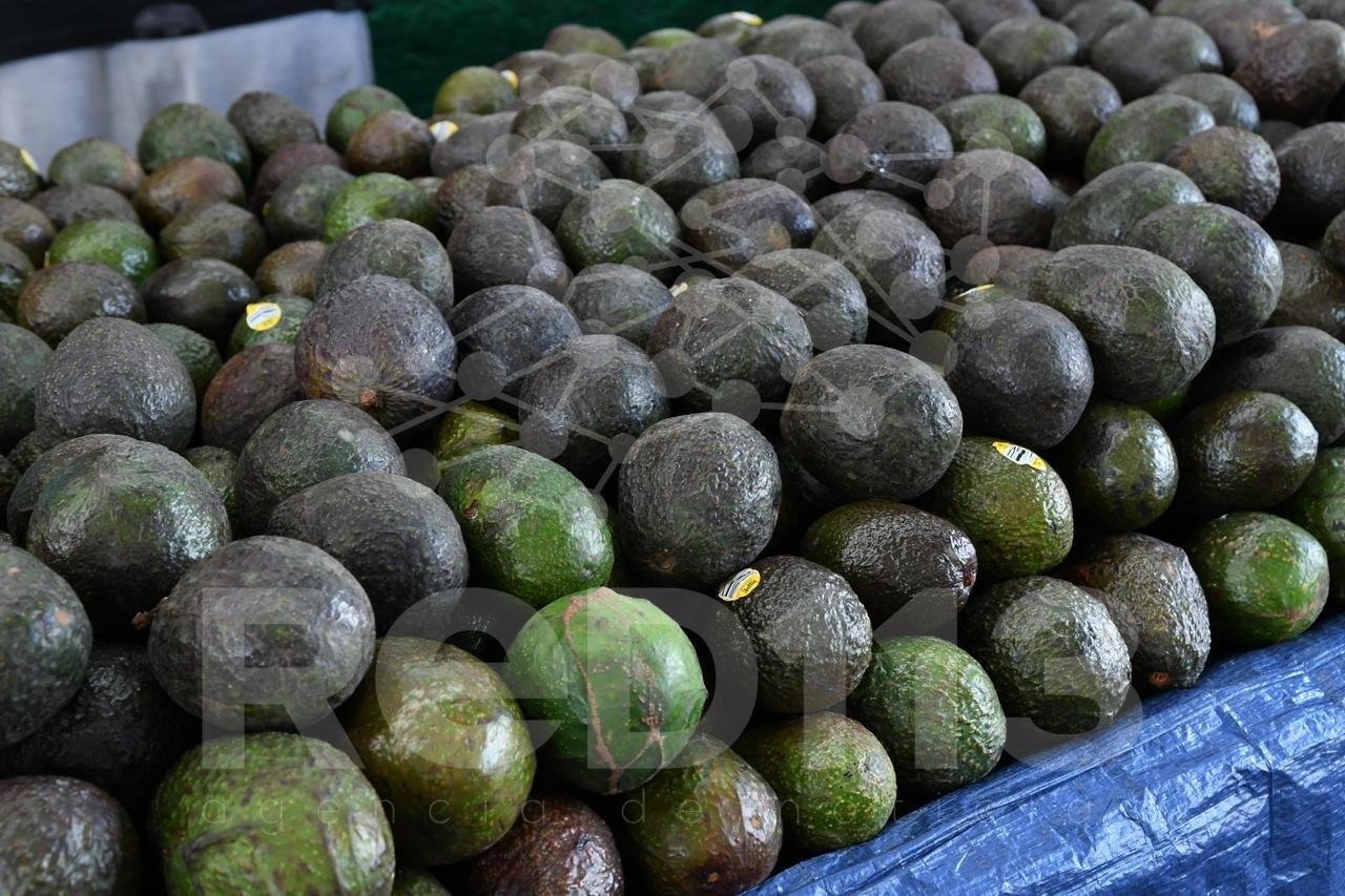 Reconocimiento a la Franja Aguacatera de Michoacán protege más de 150 mil empleos