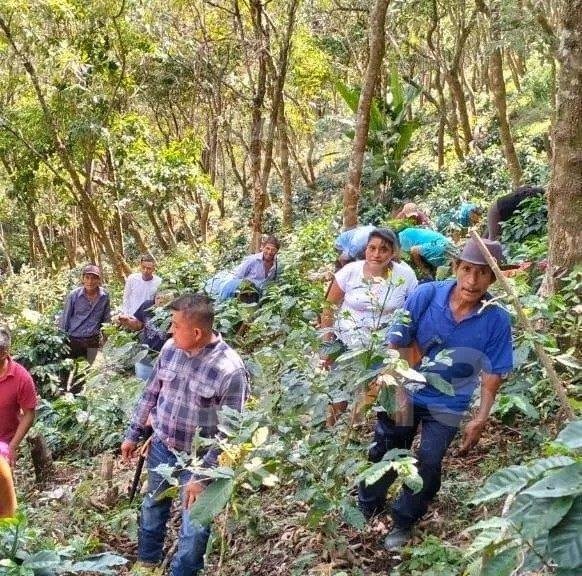Técnicos de Sembrando Vida denuncian cuotas, falta de prestaciones y ausencia de seguro
