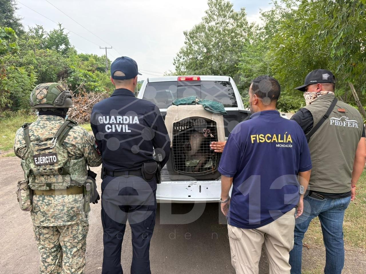 Asegura FGE ejemplar de mono araña durante cateo y activa protocolo para su protección