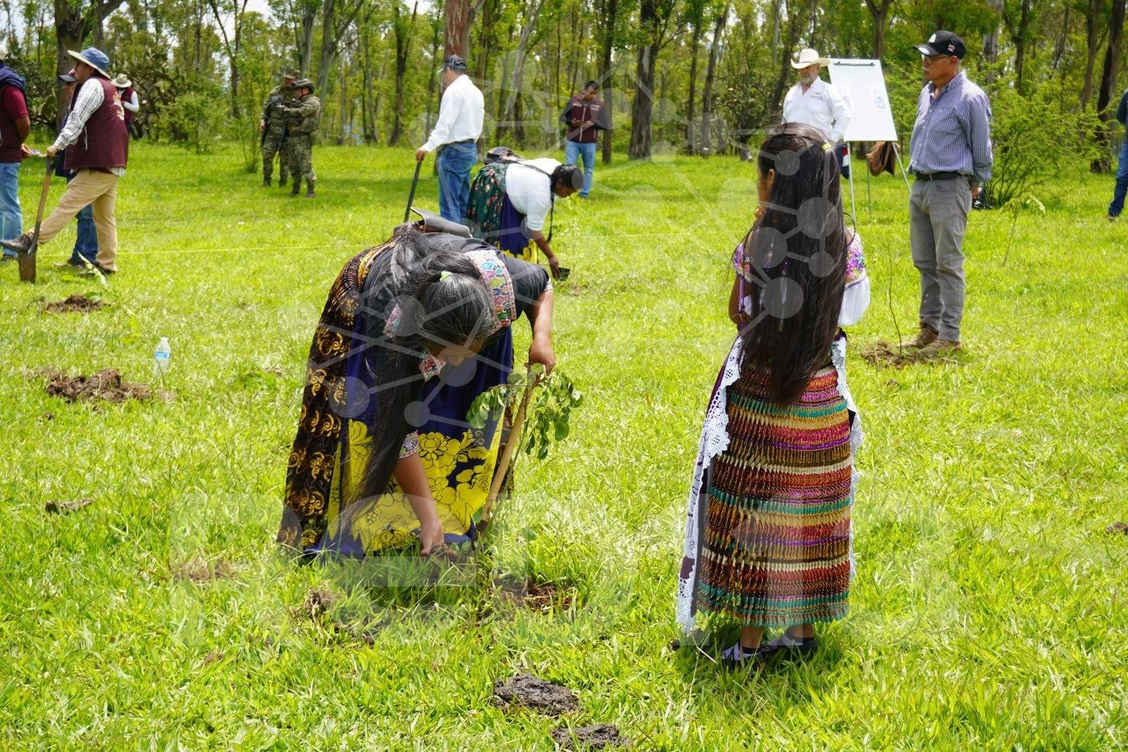 Crece 120% la reforestación en Áreas de Conservación de Michoacán; van 55 mil plantas