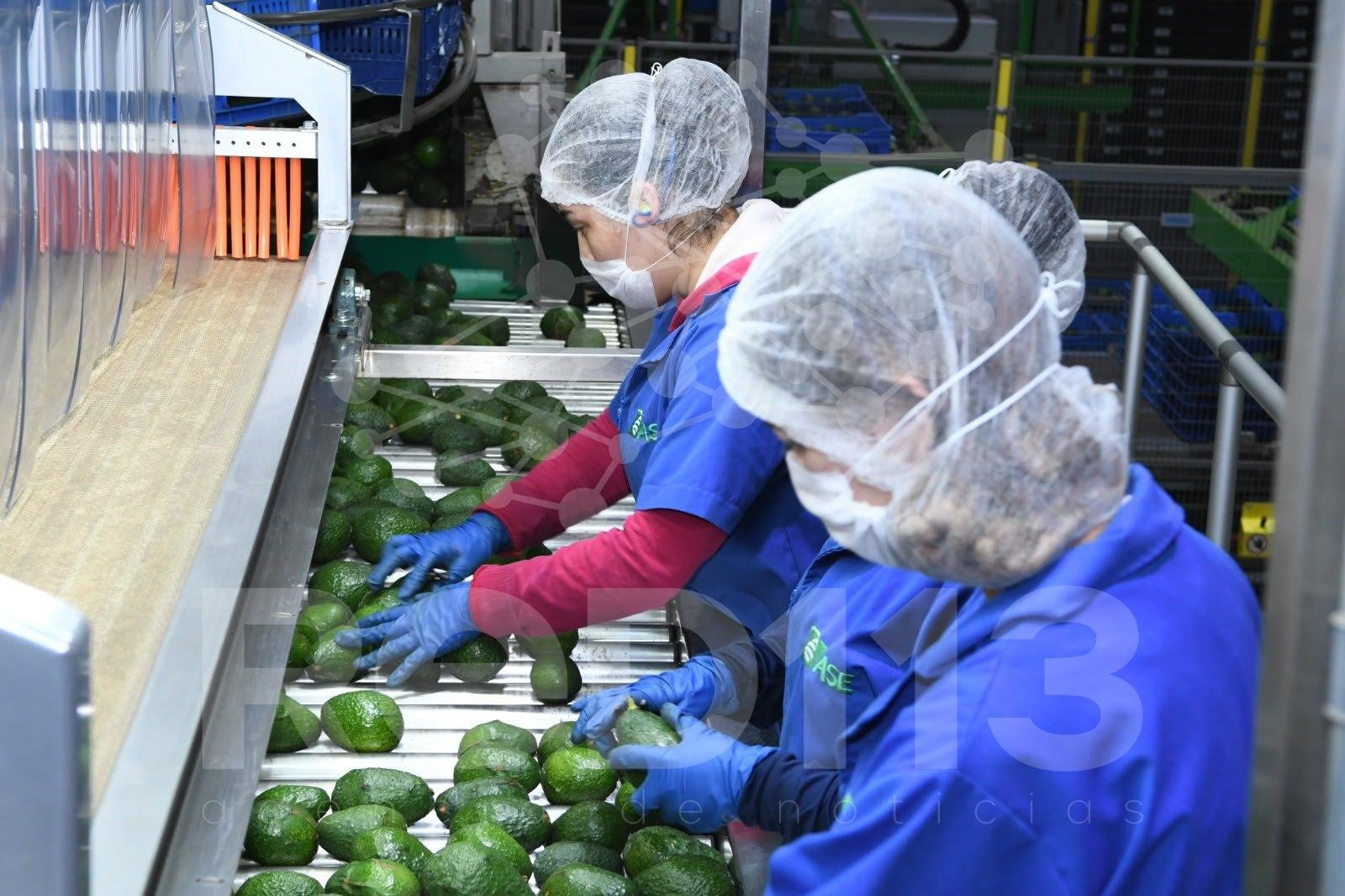 Certificado Laboral para la Agroexportación protege derechos de jornaleros del aguacate